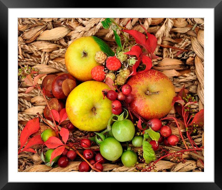 basket of fruit Framed Mounted Print by sue davies