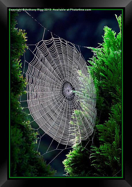 Webdesign Framed Print by Anthony Rigg