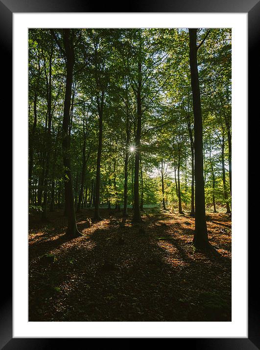 Sunlight through autumnal Beech tree woodland. Framed Mounted Print by Liam Grant