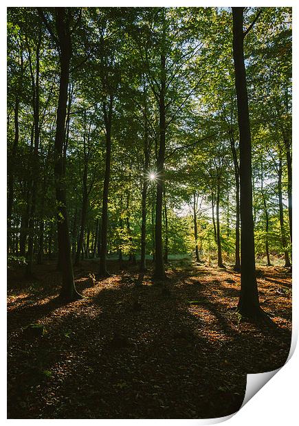 Sunlight through autumnal Beech tree woodland. Print by Liam Grant