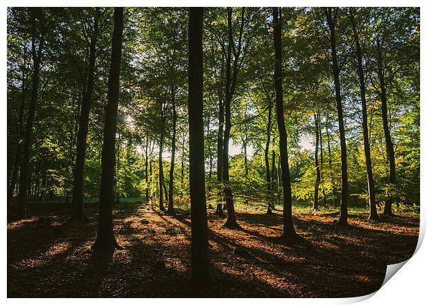 Sunlight through autumnal Beech tree woodland. Print by Liam Grant