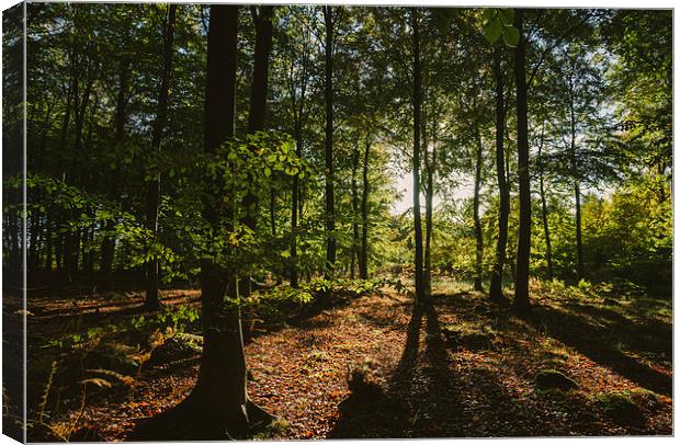 Sunlight through autumnal Beech tree woodland. Canvas Print by Liam Grant