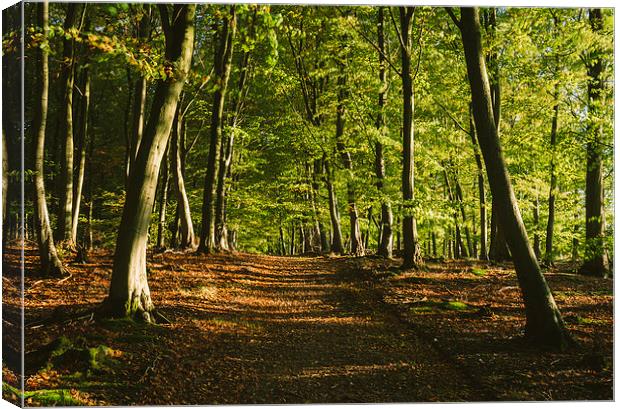 Track through autumnal Beech tree woodland. Canvas Print by Liam Grant