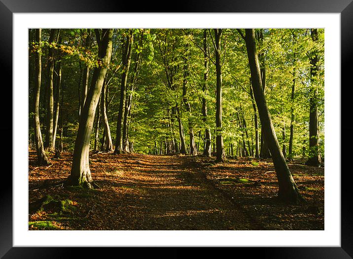 Track through autumnal Beech tree woodland. Framed Mounted Print by Liam Grant