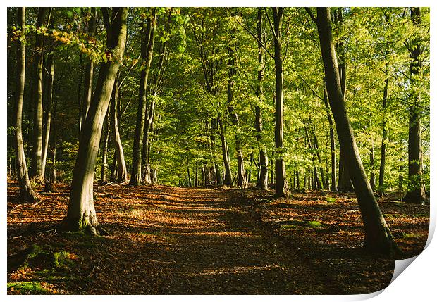 Track through autumnal Beech tree woodland. Print by Liam Grant