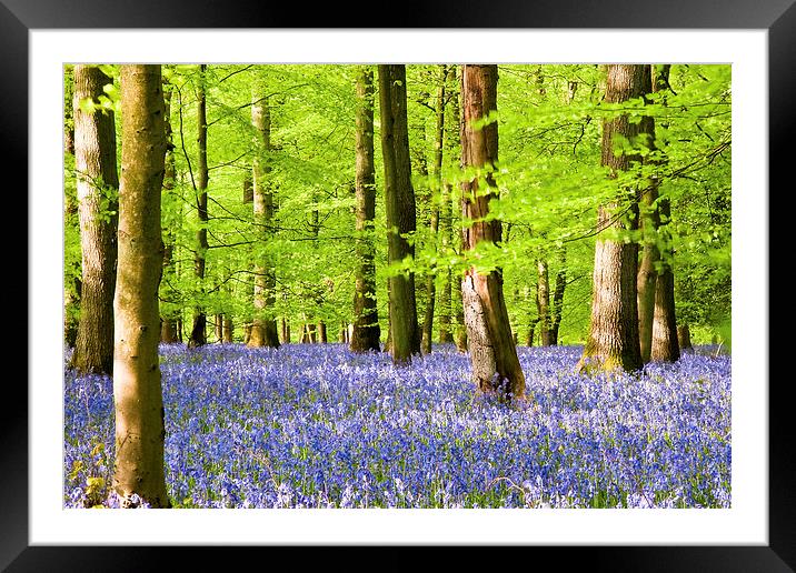 Forest Bluebells Framed Mounted Print by John Hickey-Fry