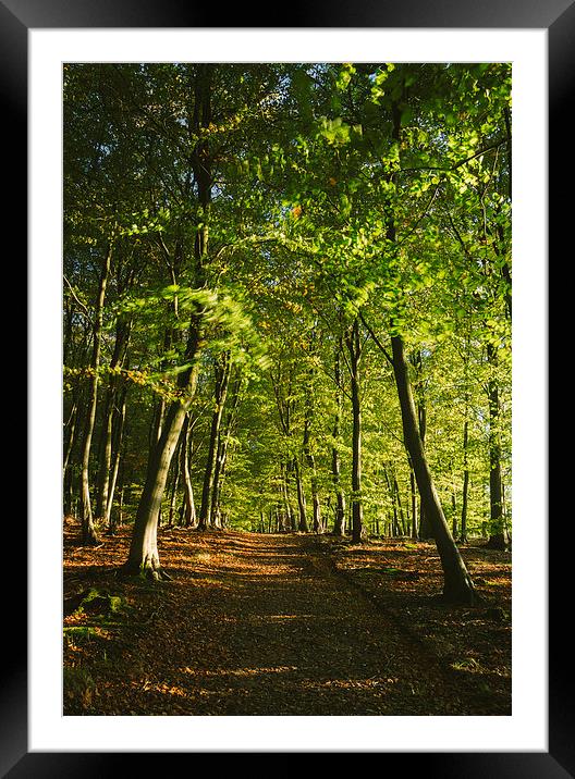 Track through autumnal Beech tree woodland. Framed Mounted Print by Liam Grant