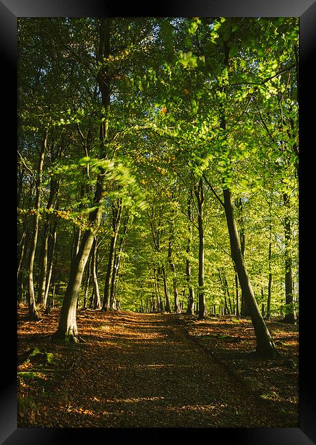 Track through autumnal Beech tree woodland. Framed Print by Liam Grant