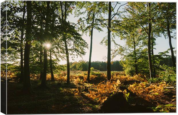 Sunlight through autumnal Beech tree woodland. Canvas Print by Liam Grant