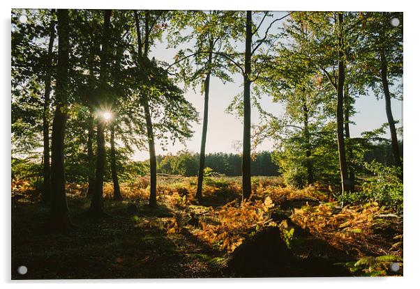 Sunlight through autumnal Beech tree woodland. Acrylic by Liam Grant