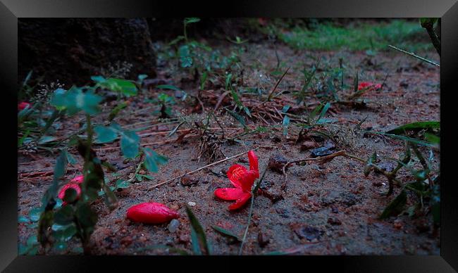 colours of nature Framed Print by Ishan Vikasitha