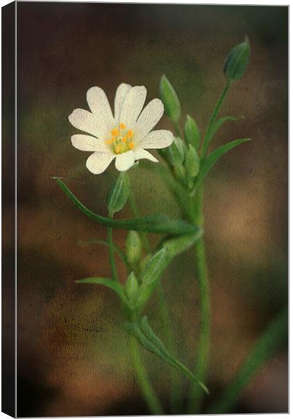 Small White Flower Canvas Print by Julie Coe
