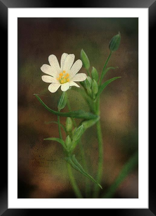 Small White Flower Framed Mounted Print by Julie Coe