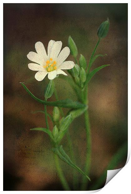 Small White Flower Print by Julie Coe