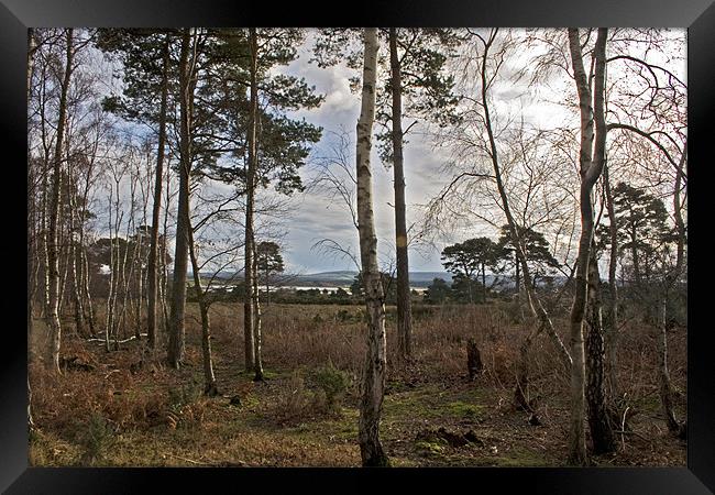 Tranquil Arne  Framed Print by Mike Crew