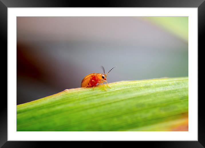 One tiny creatures Framed Mounted Print by Cristopher  Selga