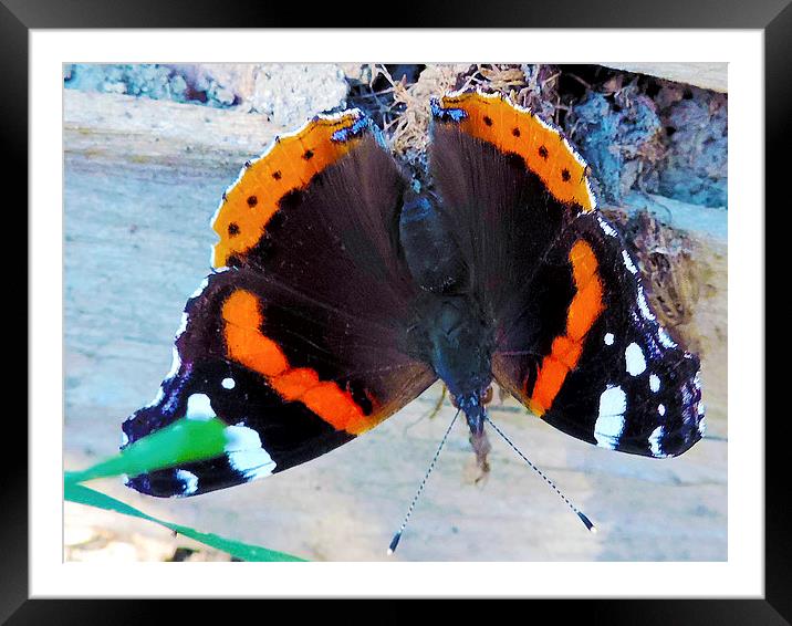 beauty butterfly Framed Mounted Print by elvira ladocki