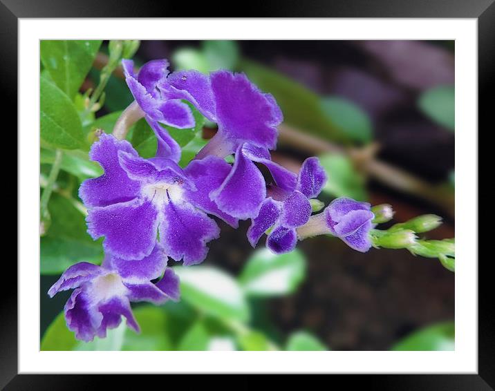 purple flowers Framed Mounted Print by elvira ladocki