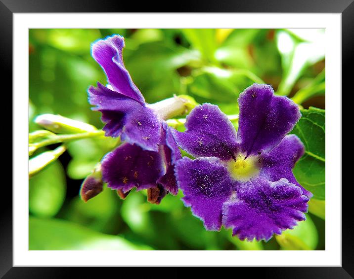 2372-purple flower Framed Mounted Print by elvira ladocki