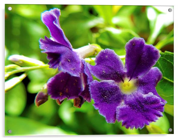 2372-purple flower Acrylic by elvira ladocki