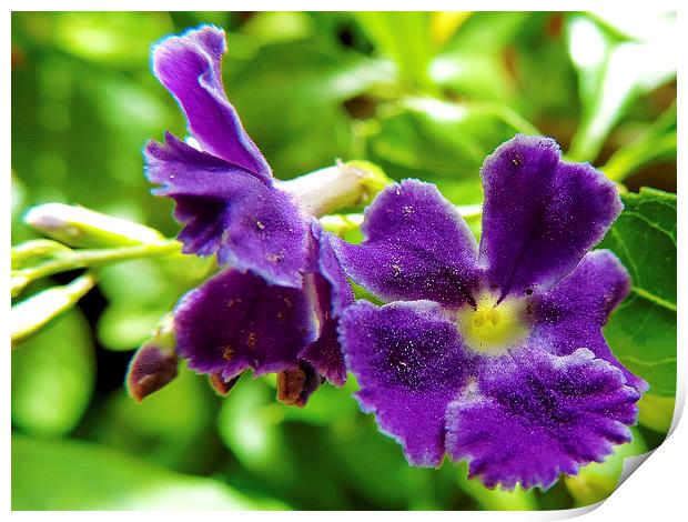 2372-purple flower Print by elvira ladocki