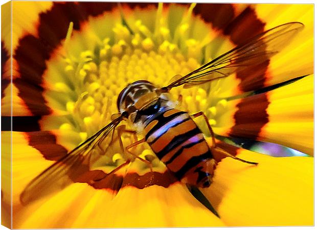 2376-insect on gerber Canvas Print by elvira ladocki
