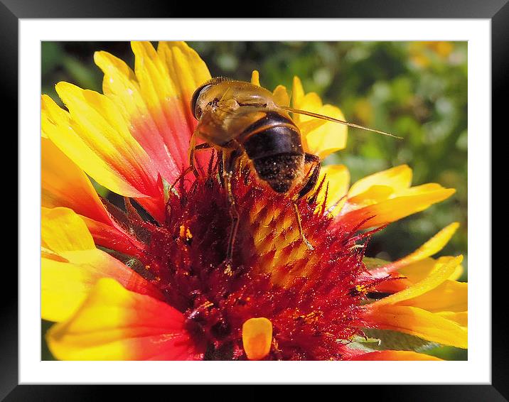 bee on flower Framed Mounted Print by elvira ladocki