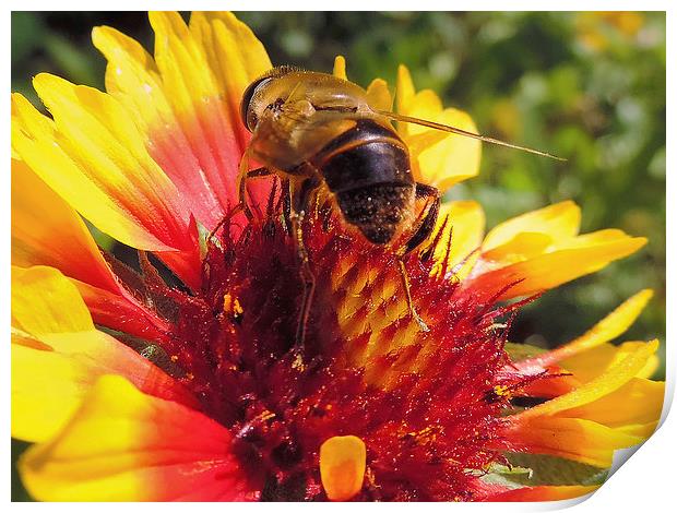 bee on flower Print by elvira ladocki