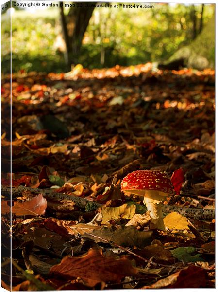 Autumn woodland Canvas Print by Gordon Bishop