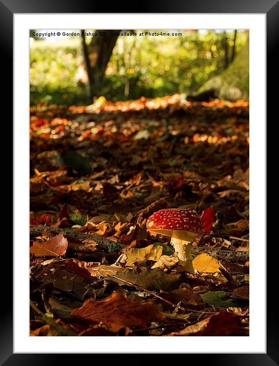 Autumn woodland Framed Mounted Print by Gordon Bishop
