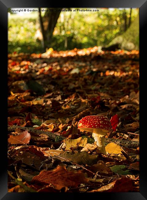 Autumn woodland Framed Print by Gordon Bishop