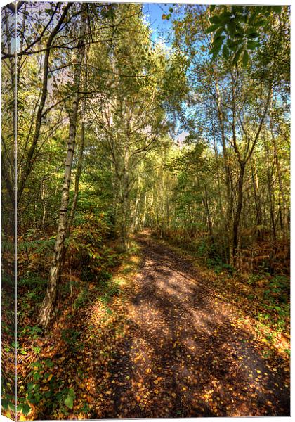 woodland path Canvas Print by Thanet Photos