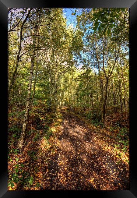 woodland path Framed Print by Thanet Photos
