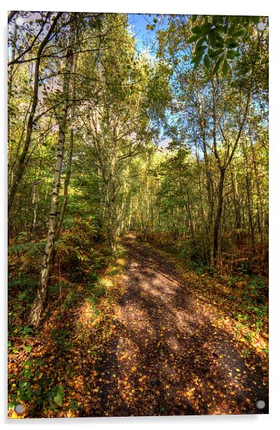 woodland path Acrylic by Thanet Photos
