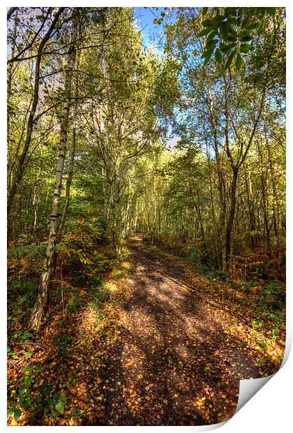 woodland path Print by Thanet Photos