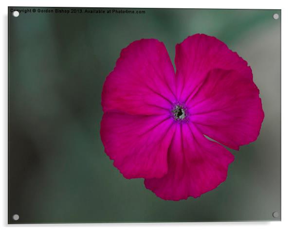 Pink Lychnis Acrylic by Gordon Bishop