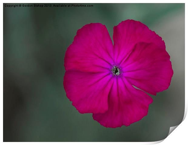 Pink Lychnis Print by Gordon Bishop