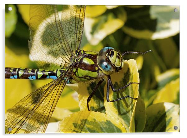 Dragonfly Acrylic by Gordon Bishop