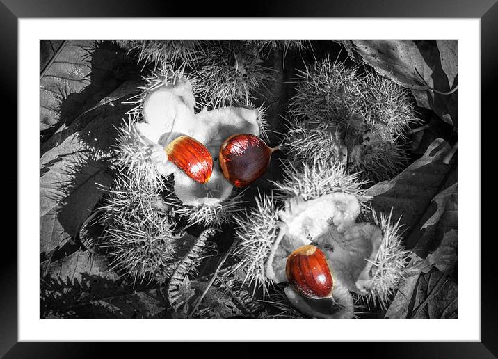 Selective Chestnuts Framed Mounted Print by David Tinsley
