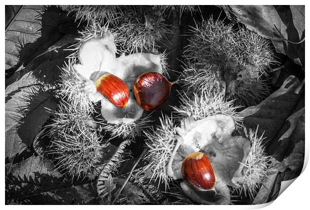 Selective Chestnuts Print by David Tinsley