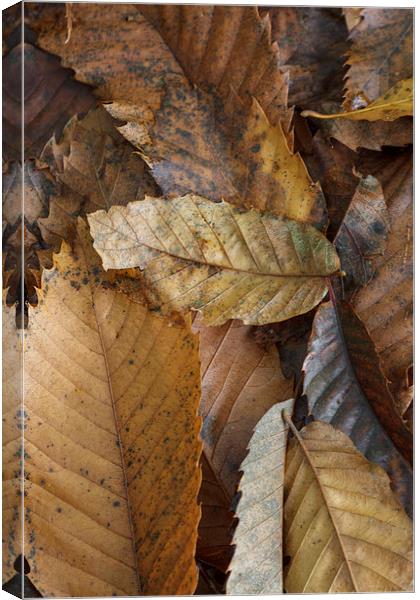 Chestnut Leaves Canvas Print by David Tinsley