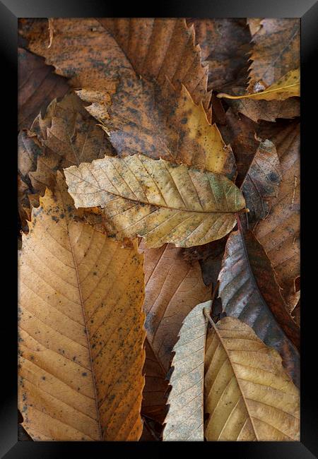 Chestnut Leaves Framed Print by David Tinsley