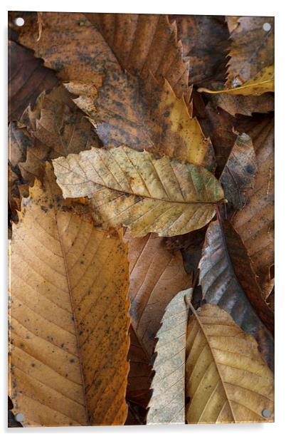 Chestnut Leaves Acrylic by David Tinsley
