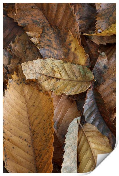 Chestnut Leaves Print by David Tinsley