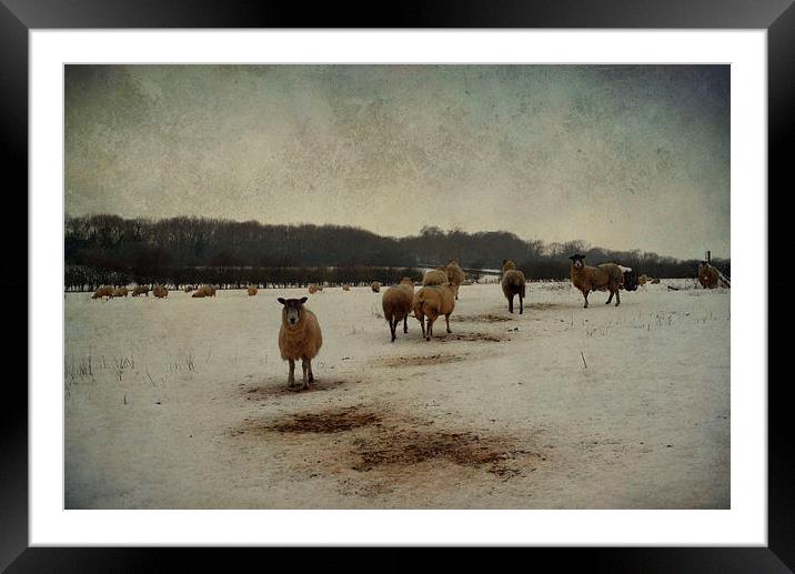 Winter Sheep Framed Mounted Print by Sarah Couzens