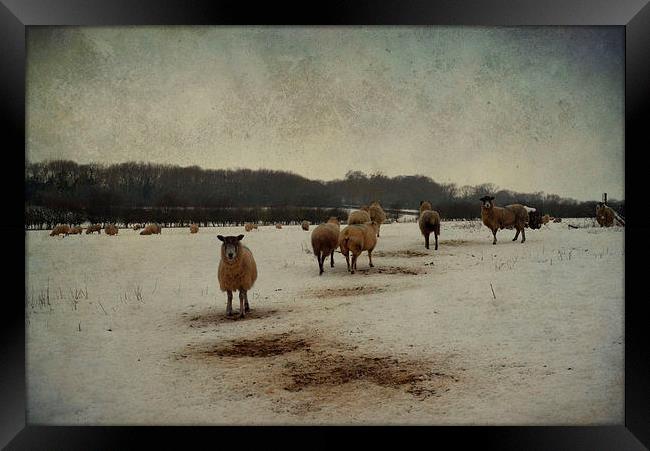 Winter Sheep Framed Print by Sarah Couzens