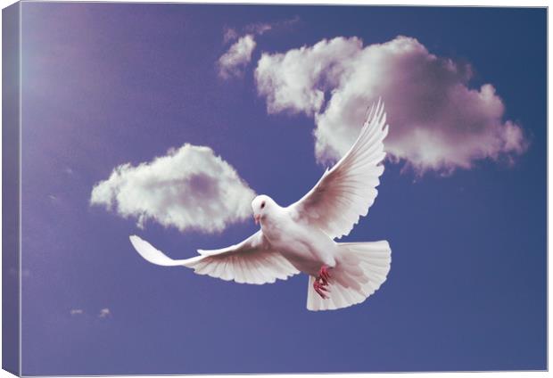 White Dove of Peace. Canvas Print by Heather Goodwin
