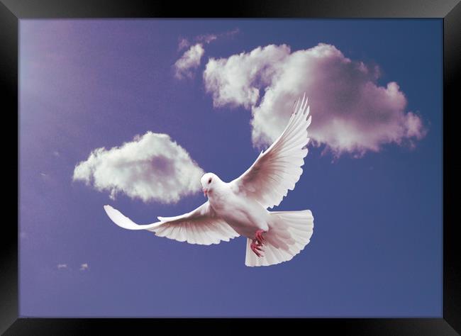White Dove of Peace. Framed Print by Heather Goodwin