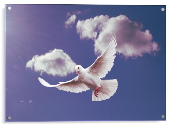 White Dove of Peace. Acrylic by Heather Goodwin