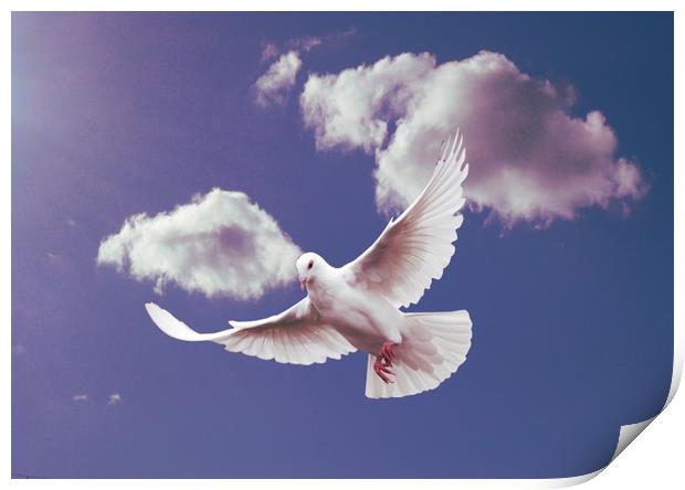 White Dove of Peace. Print by Heather Goodwin
